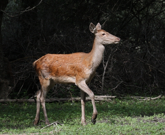 Ancora cervi